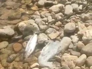 Yılanın Balık Avı Kameralarda