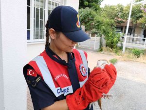 Yaralı Olarak Bulunan Baykuş Ve Leylek Tedavi Altına Alındı
