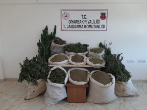 İ̇çişleri Bakanlığı Duyurdu: ‘2 Milyonu Aşkın Kök Kenevir Ele Geçirildi