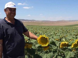 Yağlık Ayçiçeği Tarlaları Yüzleri Güldürdü: Çiftçi Yüksek Verim Bekliyor