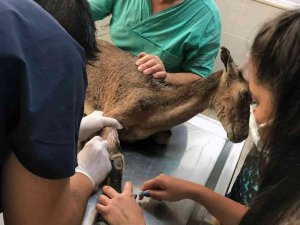 Alevlerin Arasında Kalan Yaban Keçisinin Yaşam Mücadelesi