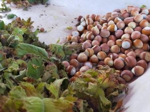 Samsun’da Bu Yıl Fındıkta Rekolte Tahmini 112 Bin 500 Ton