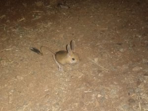 Dünyanın En İlginç Hayvanlarından Kanguru Faresi Afşin’de Görüldü