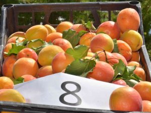Elbistan’da Kayısı İçin Tarla Günü Etkinliği