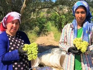 Erkenci Üzüm Üreticisinin Yüzünü Güldürdü
