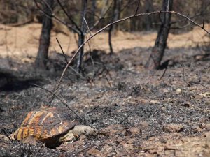 Orman Yangınından Geriye Kalan Acı Kare: Alevlerden Kaçamayınca Telef Oldu