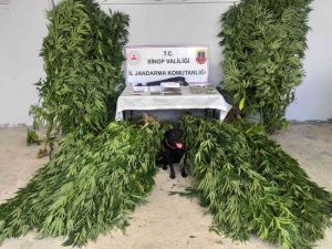 Sinop’ta Yasa Dışı Kenevir Yetiştirmeye 3 Gözaltı