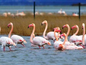 Göç Etmeyen Flamingolar Yaz Aylarını Da Hersek Lagünü’nde Geçiriyor