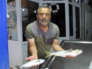 Yaz Aylarında Tezgâhlar Kültür Balıklarına Kaldı