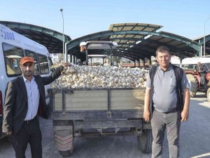 Taşköprü Sarımsağı Bu Yıl Üreticisinin Yüzünü Güldürüyor