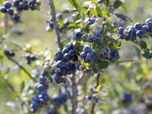 Yaban Mersini Hasadı Başladı