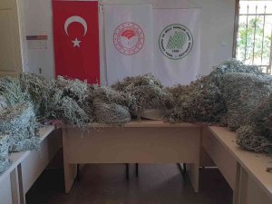 Kazdağları’nda Endemik Bitkiyi Koparanlara 657 Bin 558 Tl Ceza Kesildi