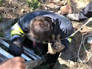 Su Kuyusuna Düşen Yavru Köpeği İtfaiye Kurtardı