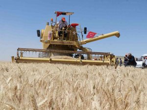 Aksaray’da Halis Ekmeklik Buğdayın Deneme Ekiminin Hasadı Yapıldı