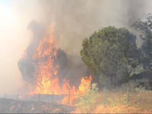 Çorlu’da Ormanlık Alan Ve Anız Alev Alev Yandı