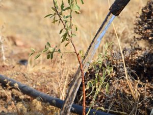23 Futbol Sahası Büyüklüğündeki Badem Ormanı Sulanıyor