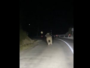 Kemaliye’de Boz Ayı Yola İndi