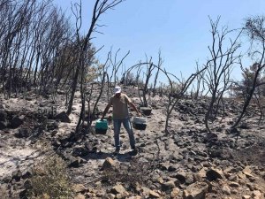 Yangın Bölgesindeki Yaban Hayvanları Tedavi Ediliyor