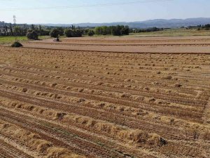 Üniversitenin Arazisine Buğday Ektiler, 400 Ton Hasat Yaptılar