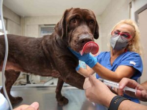 Bursa’da İlk Kez Bir Köpek, Hücre Kök Tedavisiyle Sağlığına Kavuştu