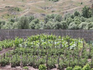 Memleketine Dönen Gurbetçi Ata Topraklarına 500 Adet Meyve Ağacı Dikti