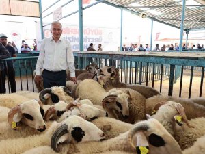 Küçükbaş Yetiştiricisine Yıkıma Makinesi Desteği