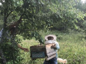 Artvin’de Yavru Arı Bereketi