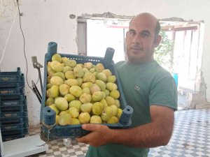 Beyaz İncirde 30 Bin Ton Rekolte Bekleniyor