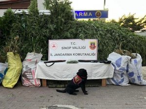 Sinop’ta 19 Kilo Esrar İle Bin 773 Kök Kenevir Ele Geçirildi