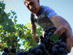 Elazığ’da 5 Bin Yıllık Geleneksel Üzüm Hasadı Başladı