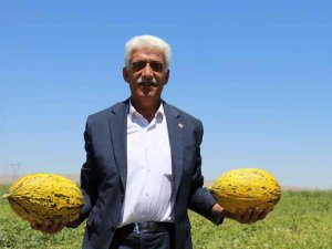 Yazıhan Ovasında Bereket Artıyor