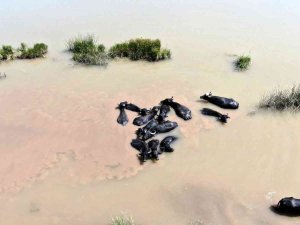 Bunası Afrika Değil Sivas