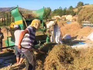 Dünyanın Tescilli Kekik Bahçesi Denizli’de Hasat Devam Ediyor