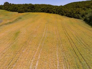 Derince’de Aspir Tohumları Yeşerdi