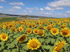 Ayçiçeği Tarlaları Hasat İçin Gün Sayıyor