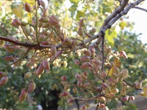 Yüksek Verim Beklenen Siirt Fıstığı İçin Oda Başkanından ’Aracı’ Uyarısı