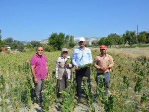 Kaymakam Yıldırım Tarlada Tütün Kırdı