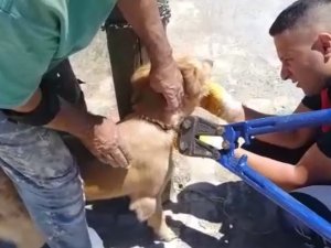 Biri Direğe Bağlı, Diğeri Kuyuda Mahsur Kalan Köpekleri İtfaiye Kurtardı