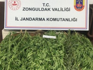 Jandarmadan Kenevir Operasyonu; 13 Kök Kenevir Bitkisi Ele Geçirildi
