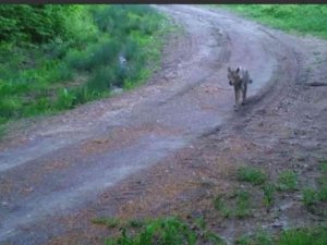 Kurtlar Sakinlikleri İle Dikkat Çekti