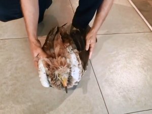 Bitkin Halde Bulunan Kızıl Akbaba, Ekiplere Teslim Edildi