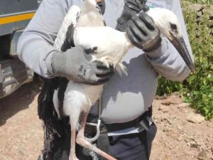 Yuvada Ayağına İp Dolanan Leylek, Ekiplerce Kurtarıldı