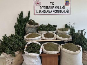 Diyarbakır’da Terörün Finans Kaynağına Darbe: 2 Milyon 293 Bin Kök Kenevir Ele Geçirildi