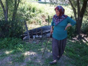Ormana Bırakılan Köpeklerin Saldırdığı Koyunlar Telef Oldu