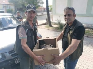 Ormancıların Bulduğu Yavru Kara Akbaba Koruma Altına Alındı