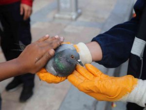 Çatıda Asılı Kalan Güvercini İtfaiye Ekipleri Kurtardı