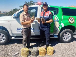 Araçta Bulunan Kınalı Keklik Kuşları Koruma Altına Alındı