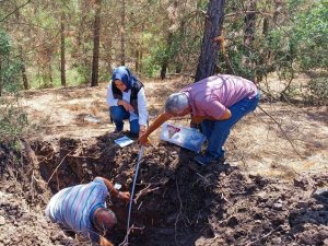 Orman Zararlıları Araştırılıyor