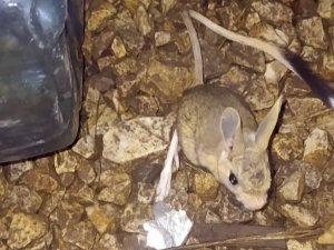 Yüksekova’da Arap Tavşanı Görüntülendi