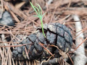 Manavgat 4-5 Yıl İçinde Yeşil Görünümüne Kavuşacak